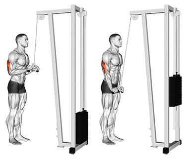 Exercise Database Triceps19 Cable V Bar Triceps Pushdown Jase Stuart The Better Body Coach